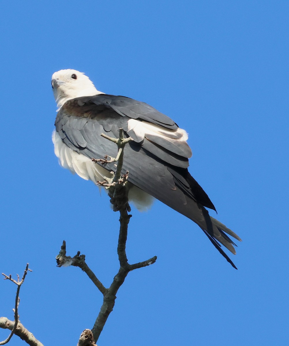 Swallow-tailed Kite - ML619722564