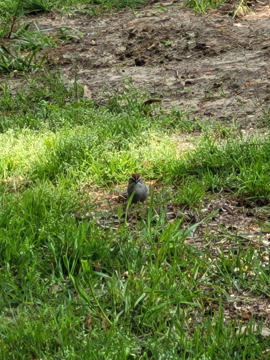 Chipping Sparrow - ML619722647
