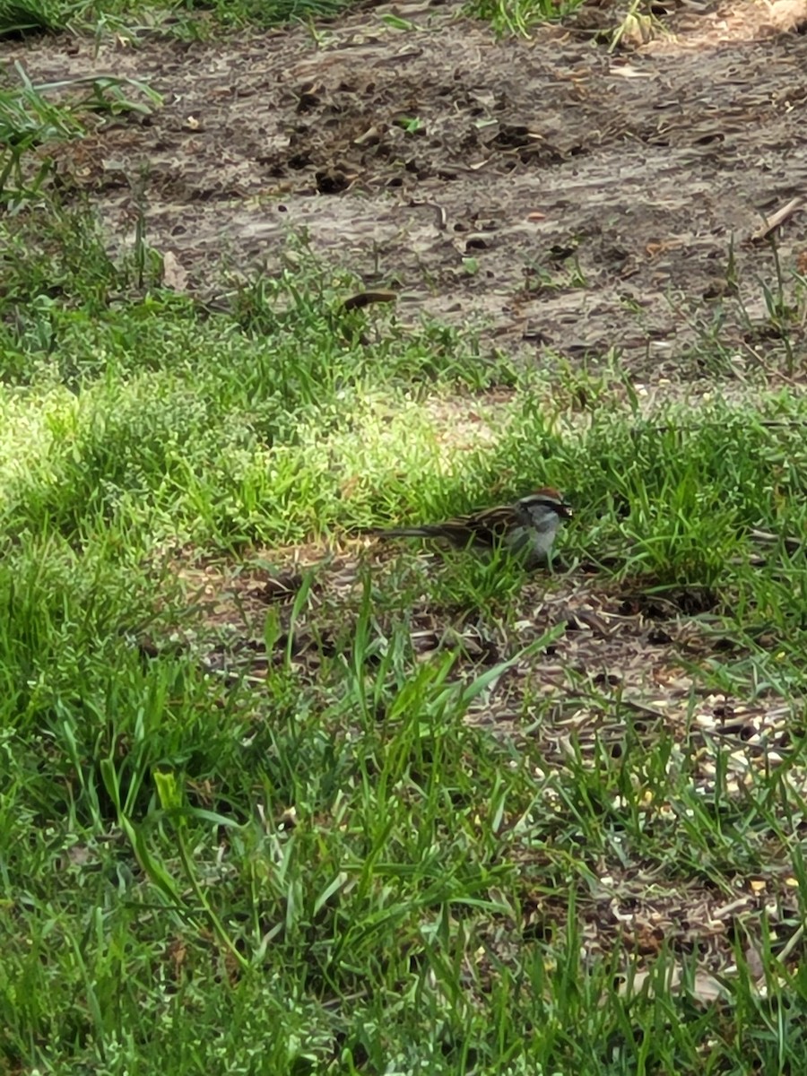 Chipping Sparrow - ML619722649