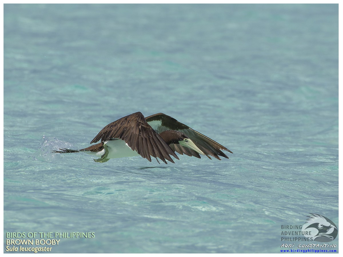 Brown Booby - ML619722653