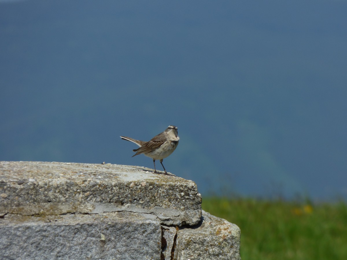 Water Pipit - ML619722669