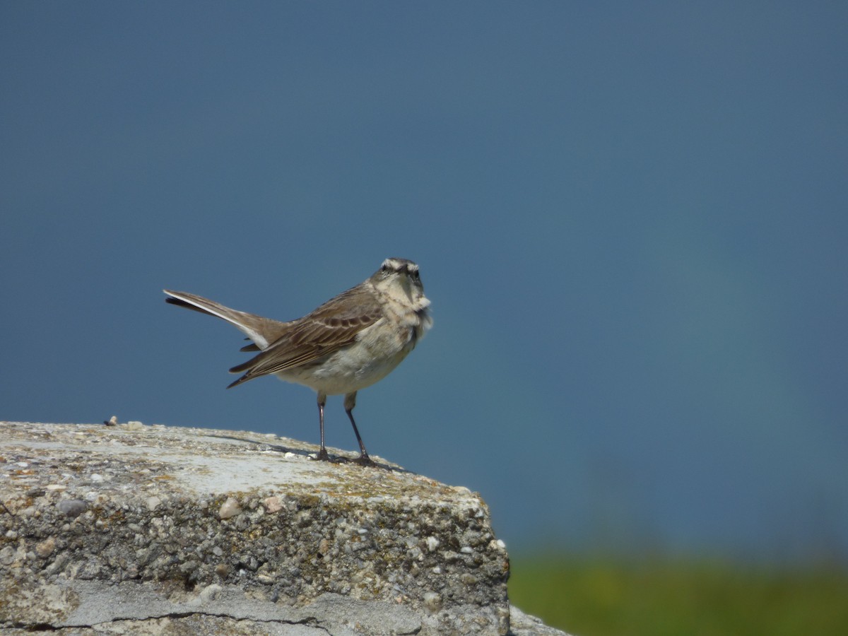 Water Pipit - ML619722671