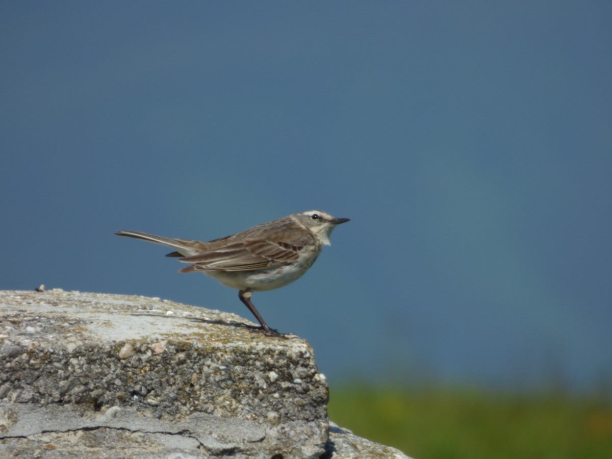 Water Pipit - ML619722672