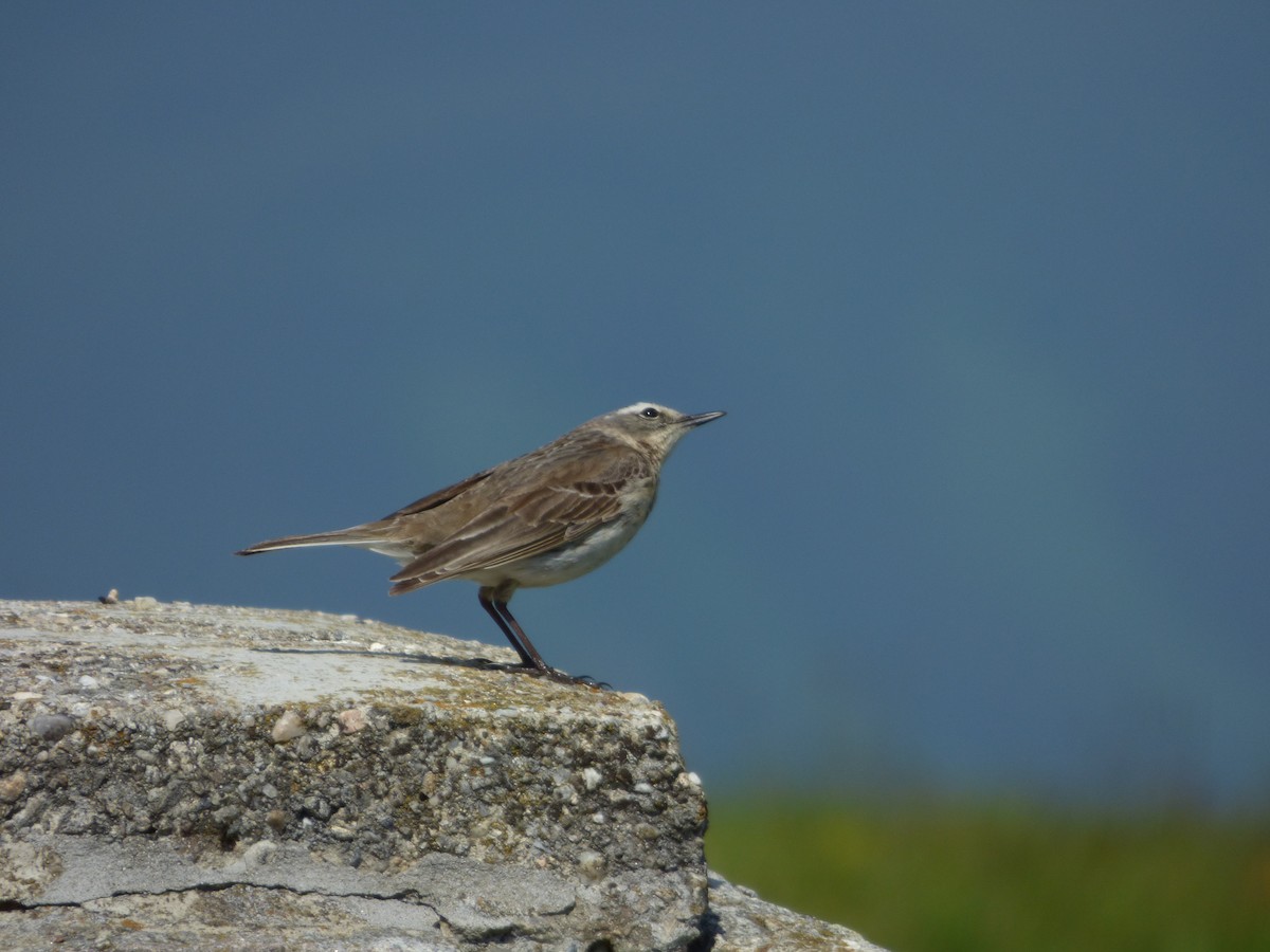 Water Pipit - ML619722673