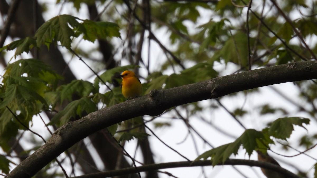 Prothonotary Warbler - ML619722675