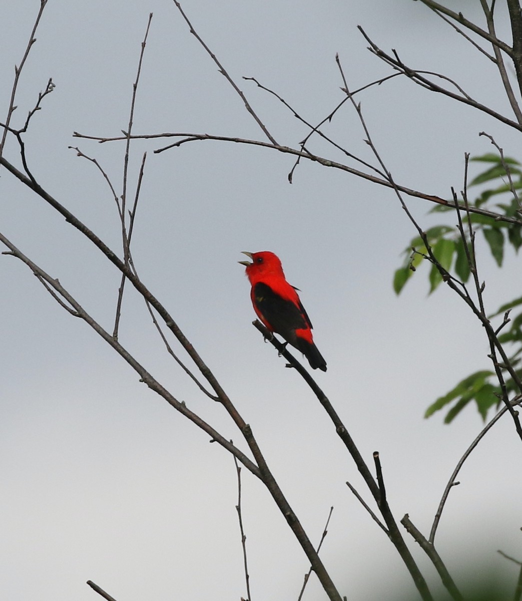 Scarlet Tanager - ML619722745