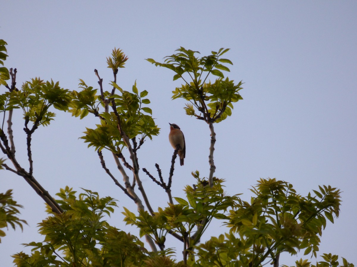 Whinchat - ML619722769