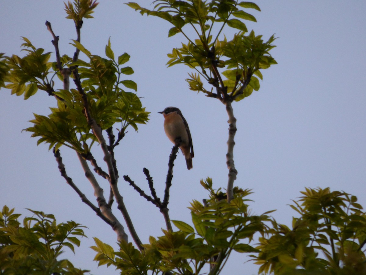 Whinchat - ML619722772