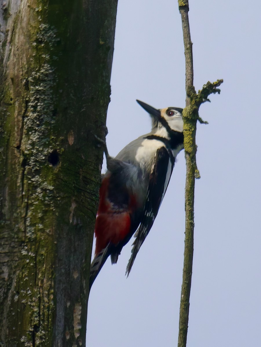 Great Spotted Woodpecker - ML619722773