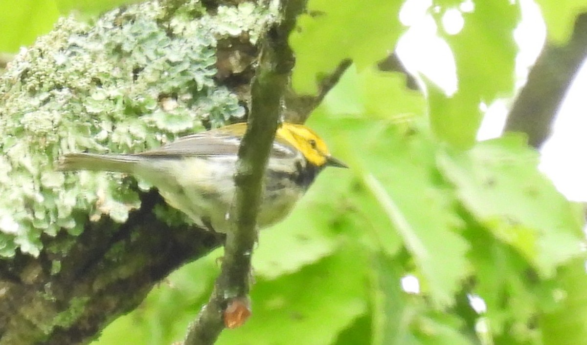 Black-throated Green Warbler - ML619722820