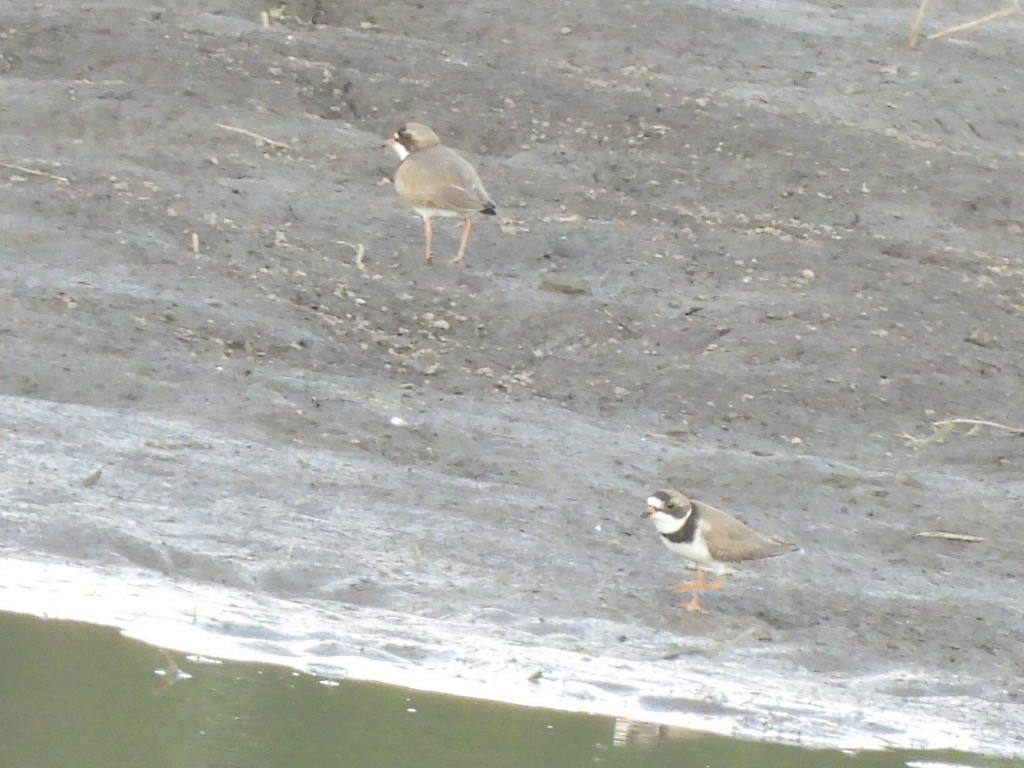 Semipalmated Plover - ML619722852