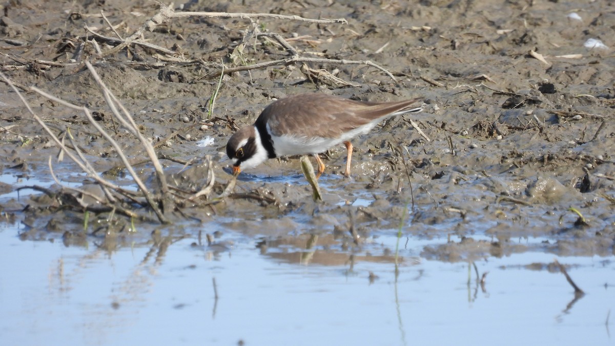 Semipalmated Plover - ML619722853