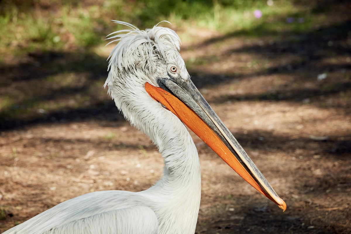 pelikán kadeřavý - ML619722879