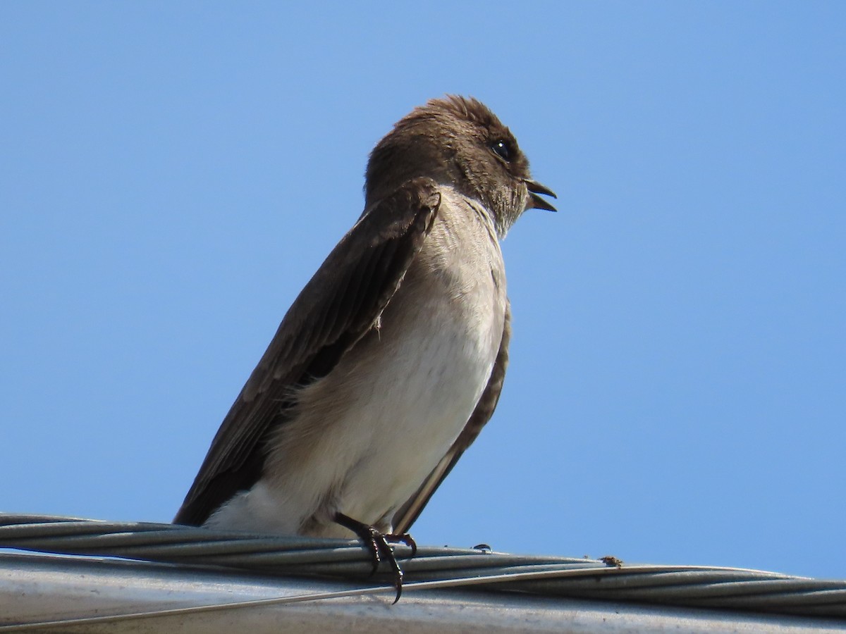 Northern Rough-winged Swallow - ML619722964