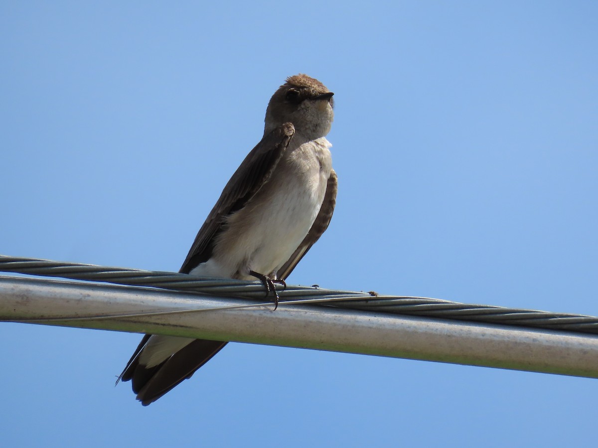 Northern Rough-winged Swallow - ML619722965