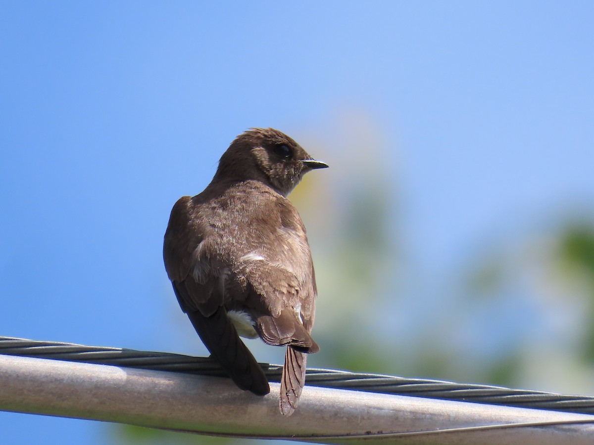 Northern Rough-winged Swallow - ML619722966
