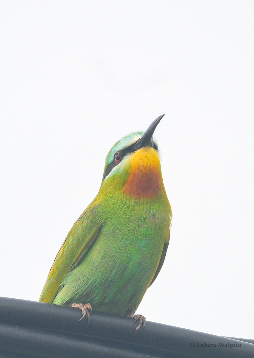 Blue-cheeked Bee-eater - ML619722974