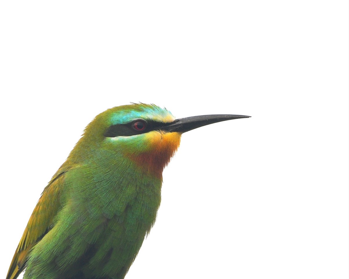 Blue-cheeked Bee-eater - ML619722975