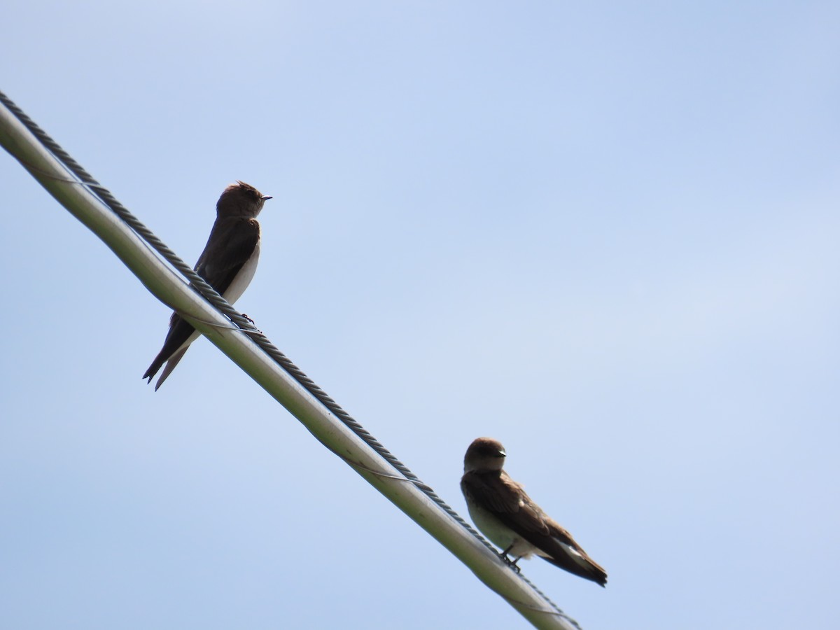 Northern Rough-winged Swallow - ML619722986
