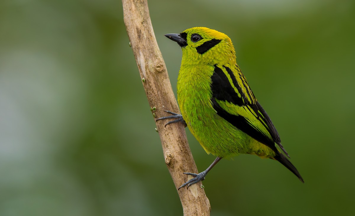 Emerald Tanager - ML619723016