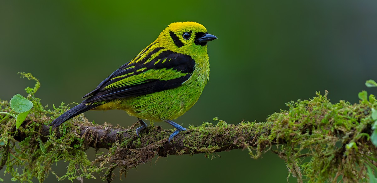 Emerald Tanager - ML619723017