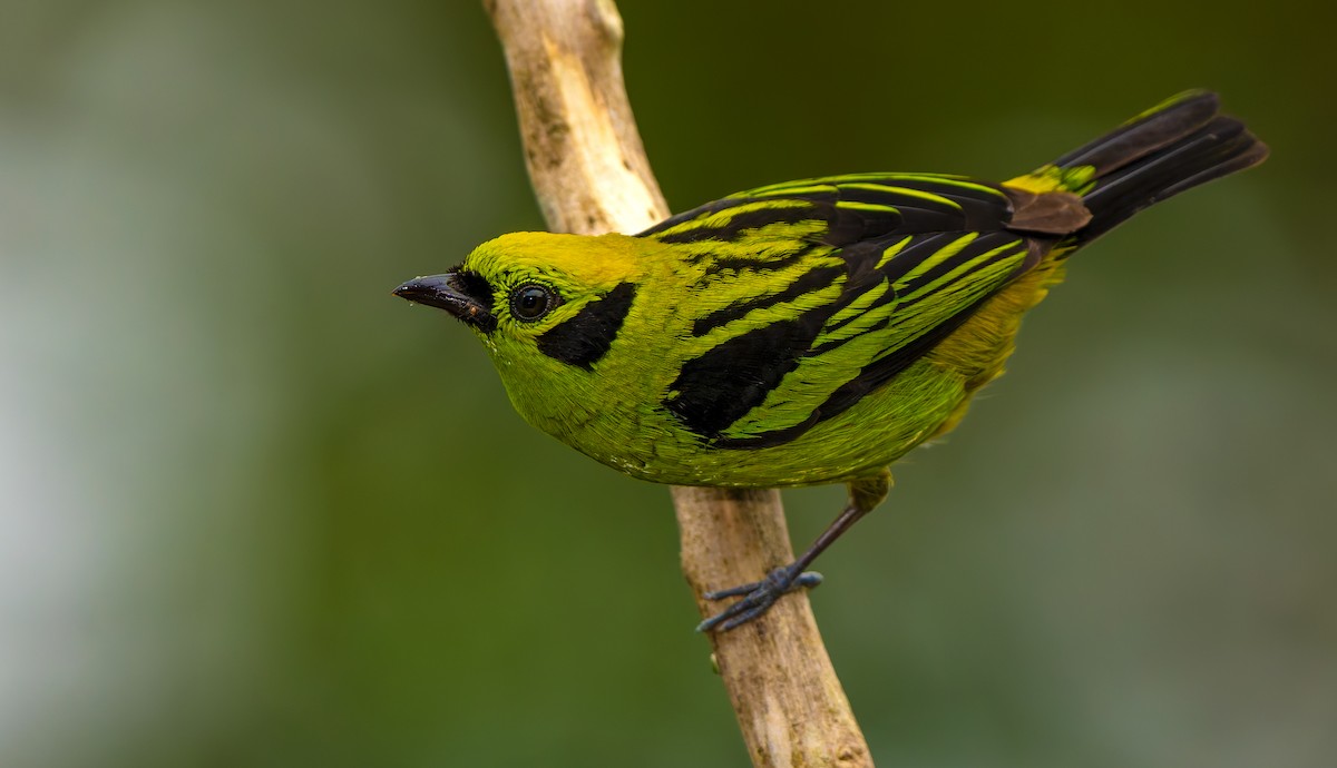 Emerald Tanager - ML619723018