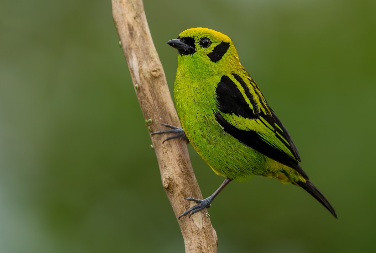 Emerald Tanager - ML619723020