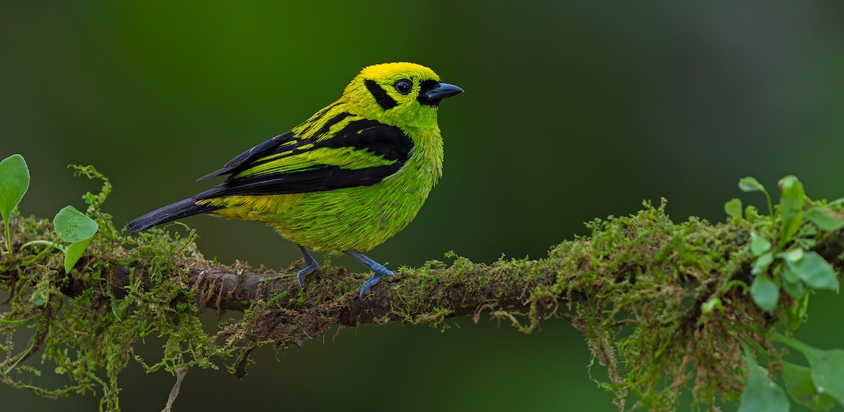 Emerald Tanager - ML619723021