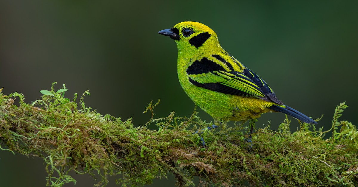 Emerald Tanager - ML619723022