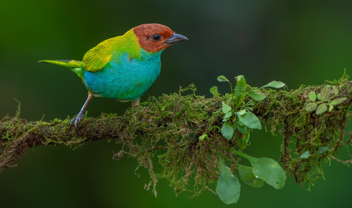 Bay-headed Tanager - ML619723032