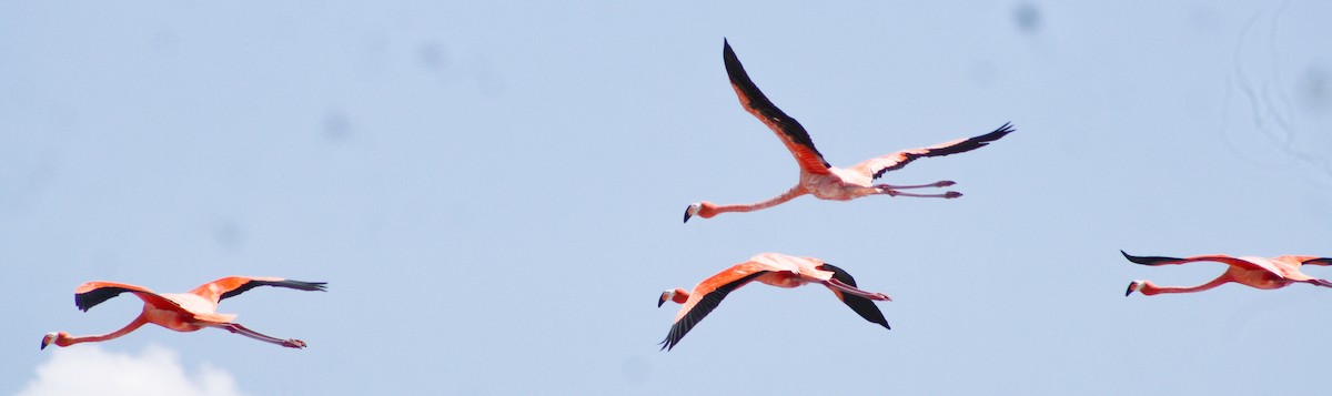 American Flamingo - ML619723045