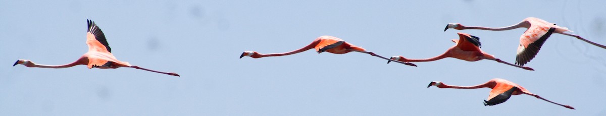 American Flamingo - ML619723047