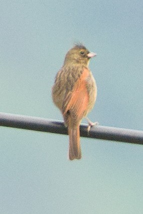 Crested Bunting - ML619723114