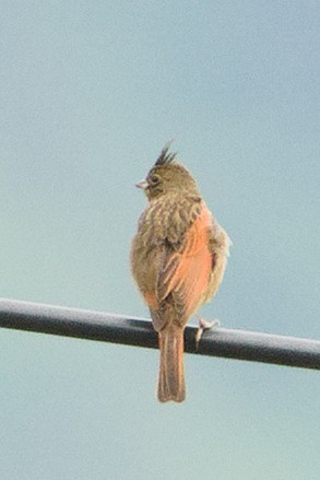 Crested Bunting - ML619723115