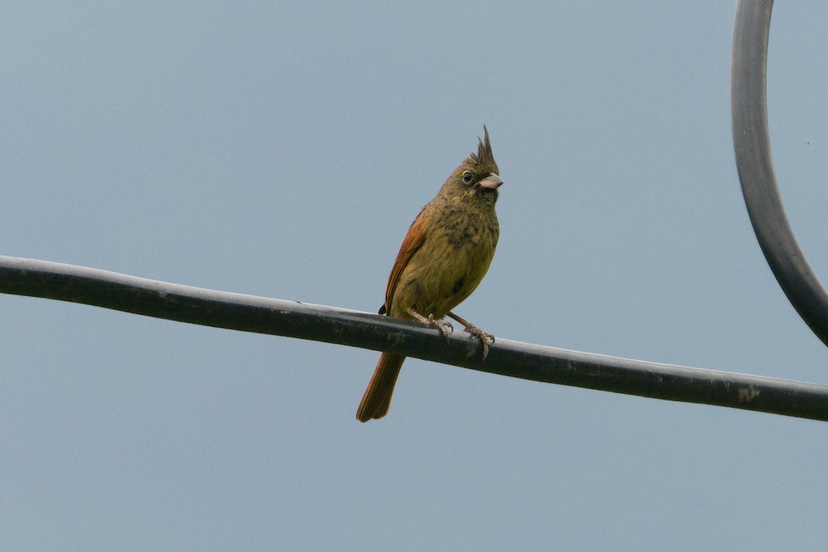Crested Bunting - ML619723116