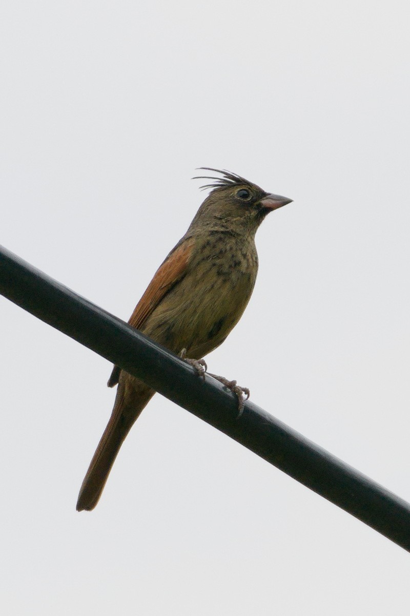 Crested Bunting - ML619723117