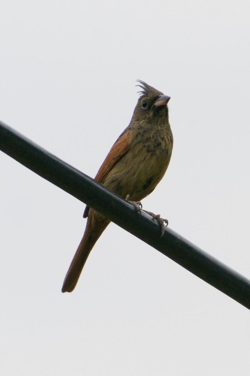 Crested Bunting - ML619723118