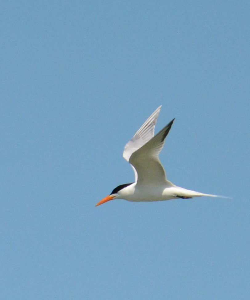 Gull-billed Tern - ML619723133
