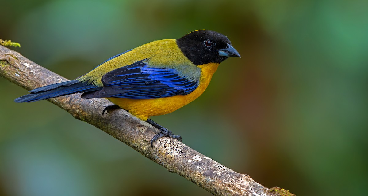 Black-chinned Mountain Tanager - ML619723349