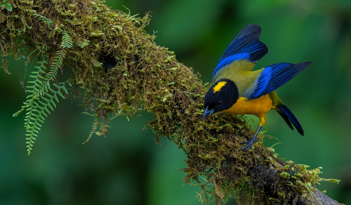 Black-chinned Mountain Tanager - ML619723350