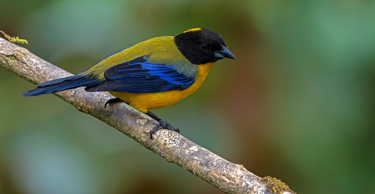 Black-chinned Mountain Tanager - ML619723352