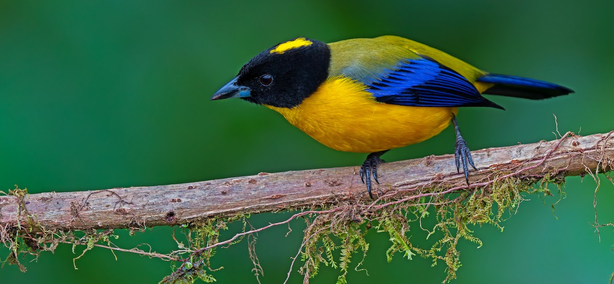 Black-chinned Mountain Tanager - ML619723353