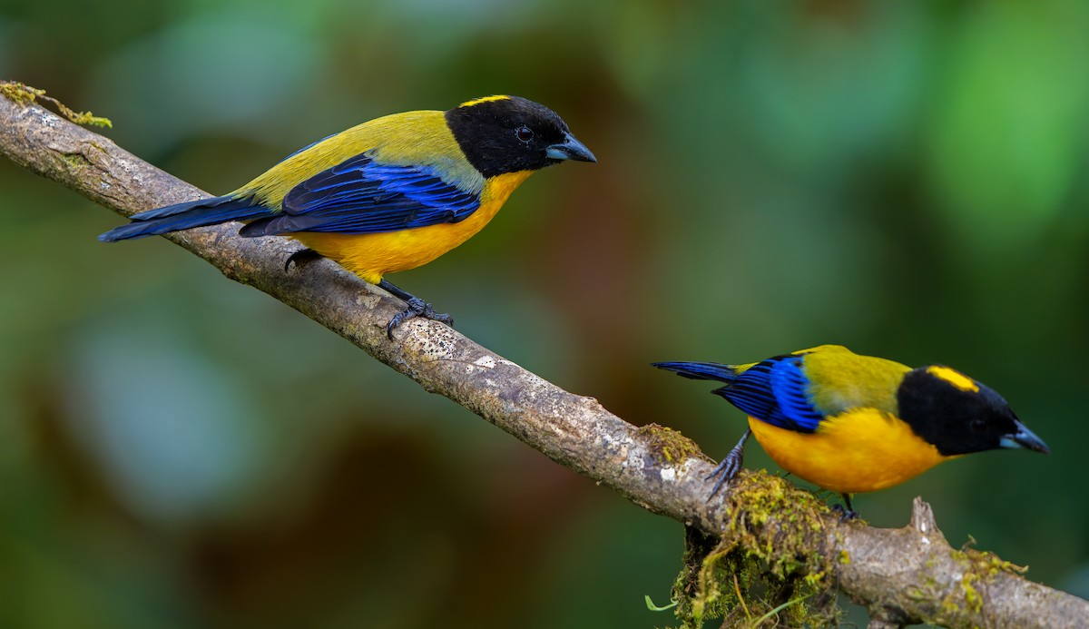 Black-chinned Mountain Tanager - ML619723355