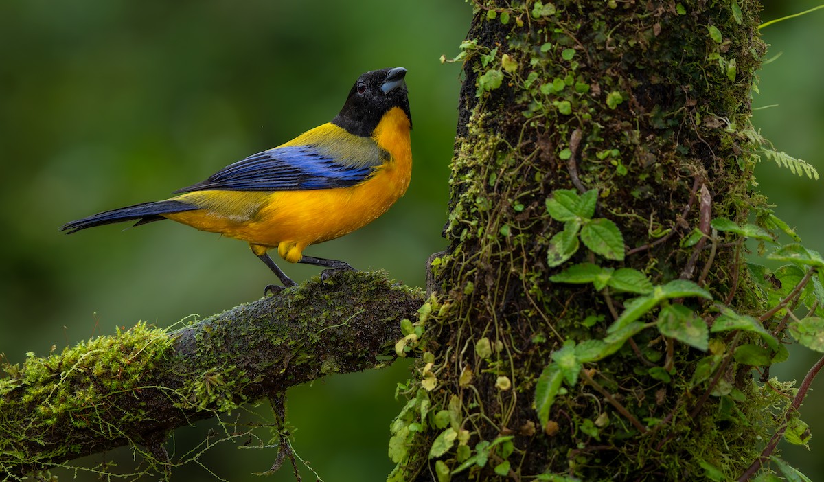 Black-chinned Mountain Tanager - ML619723356