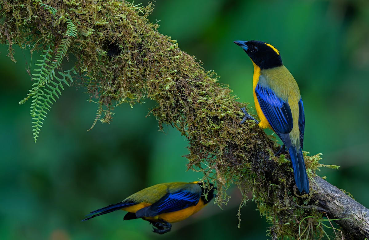 Black-chinned Mountain Tanager - ML619723357