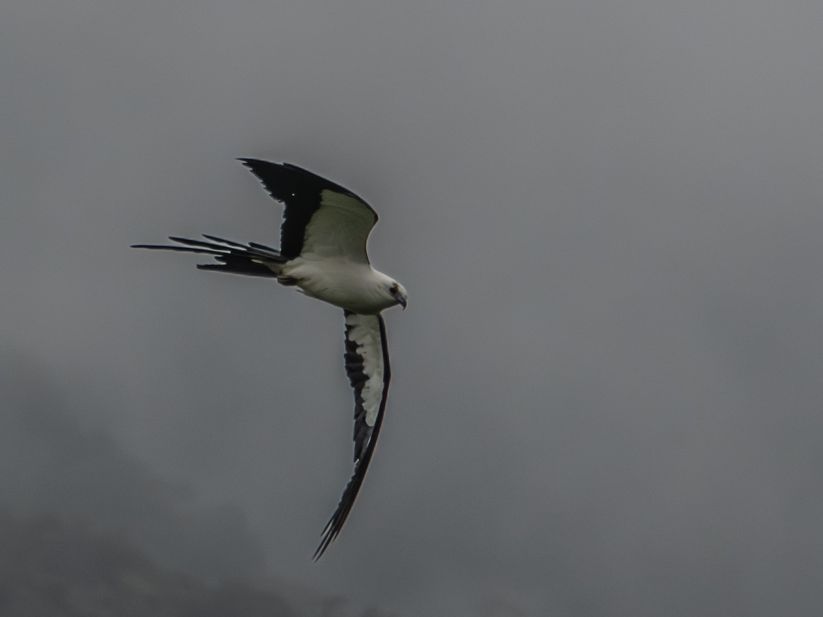 Swallow-tailed Kite - ML619723359