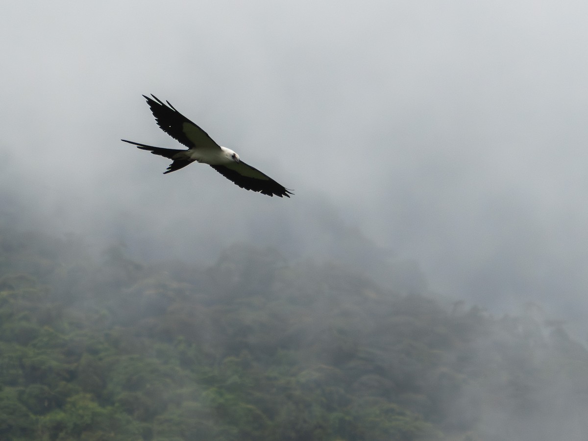 Swallow-tailed Kite - ML619723361