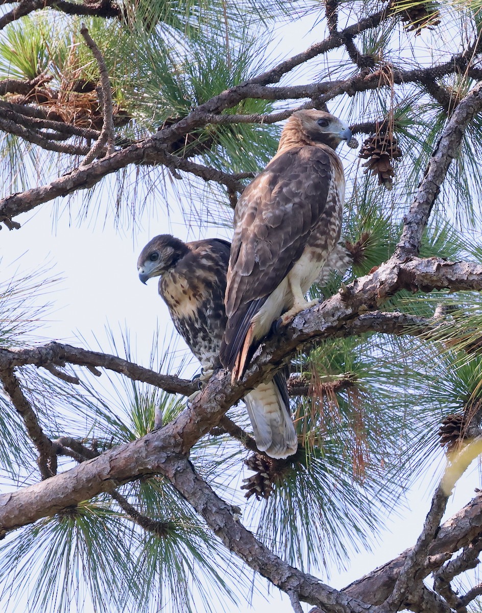 Red-tailed Hawk - ML619723391