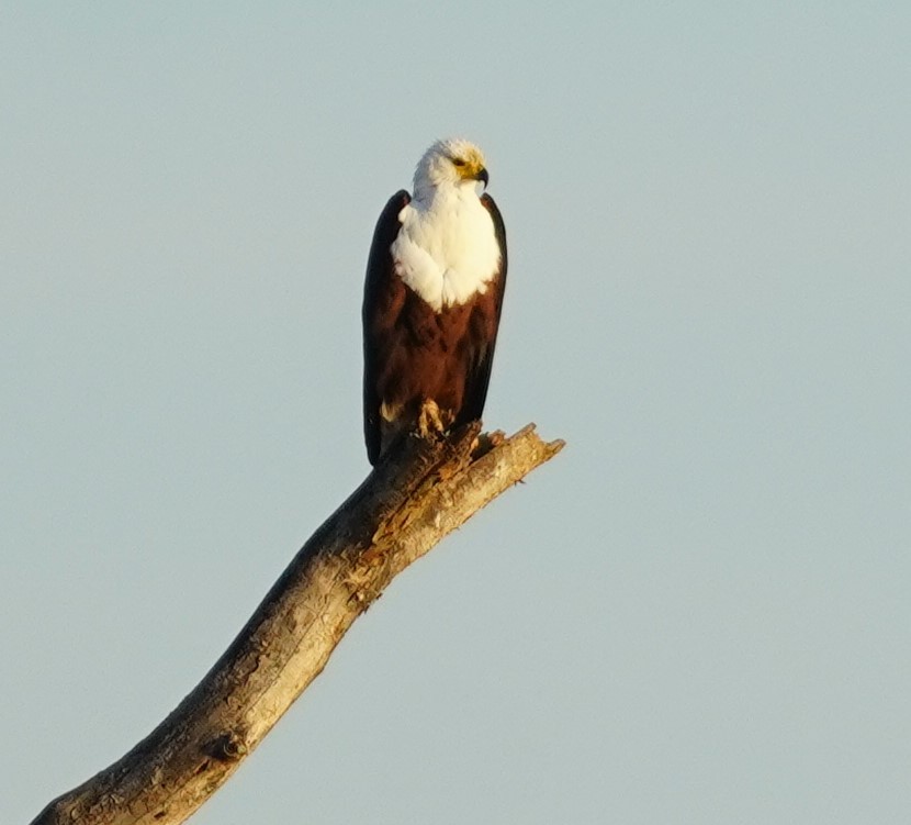African Fish-Eagle - ML619723427