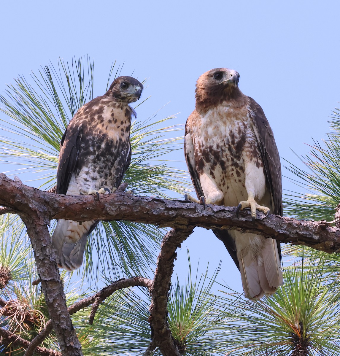 Red-tailed Hawk - ML619723448